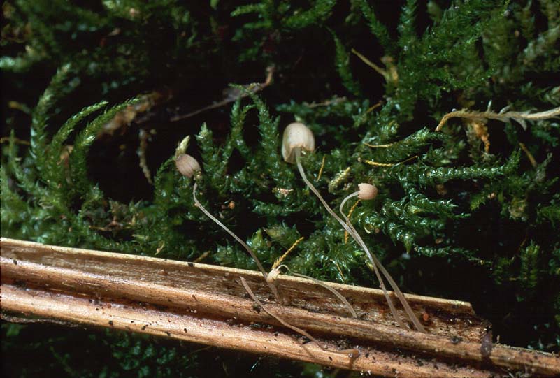 Mycena pterigena